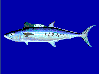 <span class="mw-page-title-main">Queensland school mackerel</span> Species of fish