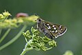 Hesperioidea/Hesperiidae (Hesperia comma)