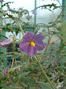 Solanum pyracanthos