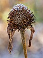 84 Sonnenhut (Rudbeckia) Raureif-20241201-RM-103828 uploaded by Ermell, nominated by Ermell,  20,  0,  0