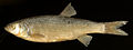 August 1: The fish Squalius squalus.