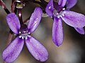 Stylidium purpureum