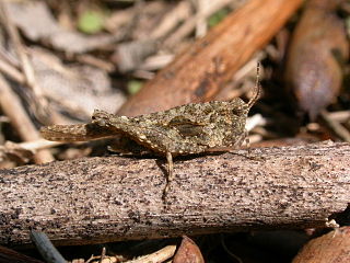 <i>Tetrix ceperoi</i> Species of grasshopper