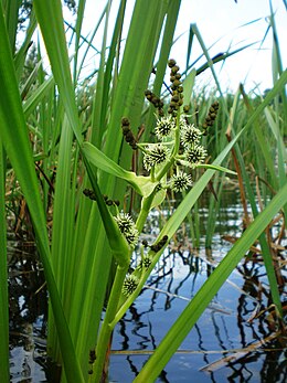 Šakotasis šiurpis (Sparganium erectum)