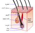 تصغير للنسخة بتاريخ 08:23، 6 أغسطس 2022