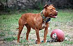 Thumbnail for File:001 American Pit Bull Terrier.jpg