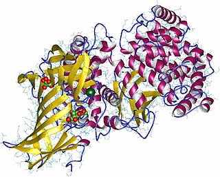 Aminopeptidase class of enzymes