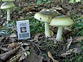 ブナ科樹木と共生するタマゴテングタケ（Amanita phalloides, テングタケ科）