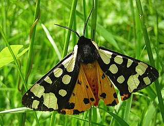 Arctiina Subtribe of moths