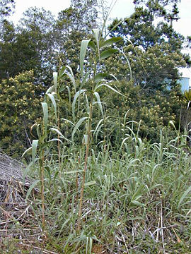 Arundo donax