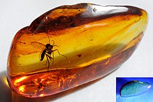 A diptera (Mycetophilidae) from the Eocene (40-50 million years ago) in a piece of transparent Baltic amber along with other smaller inclusions. Shown under daylight (big photograph) and under UV light (small photograph). Baltic Amber.jpg