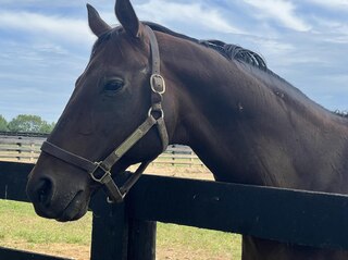 <span class="mw-page-title-main">Birdstone</span> American-bred Thoroughbred racehorse