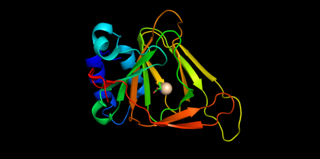 <span class="mw-page-title-main">Cysteine dioxygenase</span> Enzyme