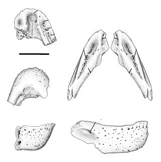 <i>Caenagnathasia</i> Extinct species of reptile