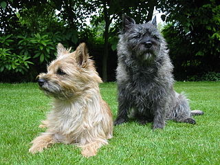 <span class="mw-page-title-main">Cairn Terrier</span> Scottish dog breed