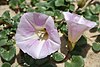 Calystegia soldanella 060524wb.jpg