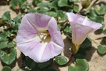 Calystegia soldanella