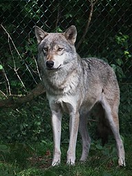 Eurasian gray wolf