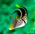 Canthigaster valentini (Valentinni's sharpnose puffer)