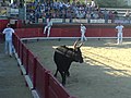 Vue d'une course camarguaise, en 2007, dans les arènes.