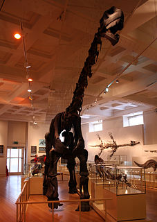 <i>Cetiosaurus</i> Extinct species of reptile