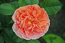 'Duchess of Cornwall' Chippendale (Tantau 2005).JPG