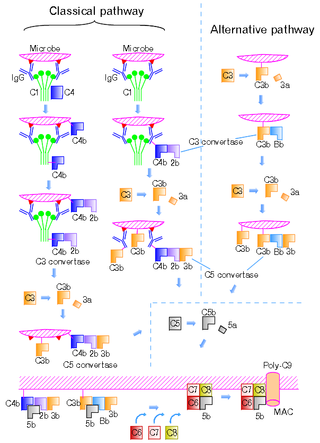 <span class="mw-page-title-main">C5-convertase</span> Serine protease that plays key role in innate immunity.