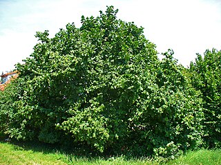 <span class="mw-page-title-main">Hazel</span> Genus of trees