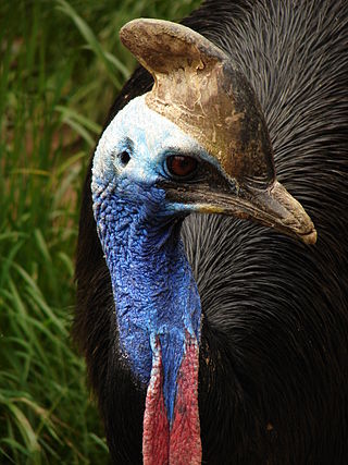 <span class="mw-page-title-main">Casuariidae</span> Family of birds