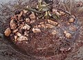 A knot of lemongrass used to impart fragrance in dinuguan (Filipino pork blood stew)