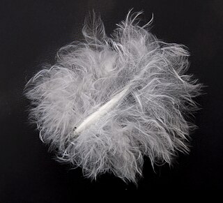 Down feather Soft, fine feather, sometimes under larger feathers