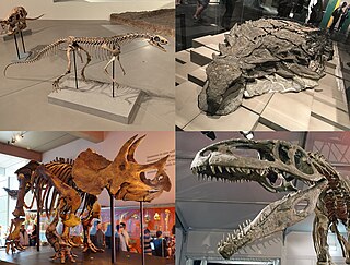 <span class="mw-page-title-main">Dinosauromorpha</span> Clade of reptiles