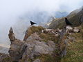 * Nomination Birds on misty Druesberg, Switzerland. --MRB 20:05, 12 November 2007 (UTC) * Promotion Sharpness OK even if not that big. Composition great. --TwoWings * Wanna talk? ;-) 11:00, 13 November 2007 (UTC) Birds are to prominent not to be identified. Sharpness is IMO also insufficient. Lycaon 21:42, 13 November 2007 (UTC) The birds are Alpine Choughs (Pyrrhocorax graculus). --MRB 07:24, 14 November 2007 (UTC) Indeed they are ;). Lycaon 08:17, 14 November 2007 (UTC)