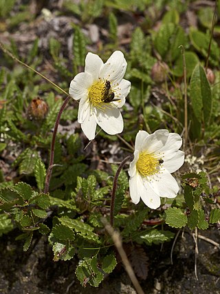 <i>Dryas octopetala</i> Species of flowering plant