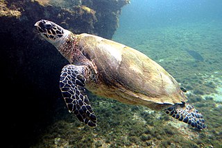 <span class="mw-page-title-main">Hawksbill sea turtle</span> Species of reptile