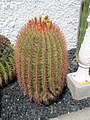 Ferocactus cylindraceus oder F. pilosus?