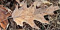 Leaf with frost