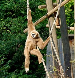 A female lar gibbon