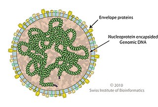 <i>Globuloviridae</i> Family of viruses