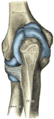 Capsule of elbow-joint (distended). Aspek posterior.