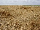 L'allettamento: coltivazione di frumento con i fusti atterrati dalle intemperie.