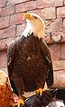 Bald eagle (Haliaeetus leucocephalus)