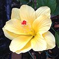 Hibiscus trionum