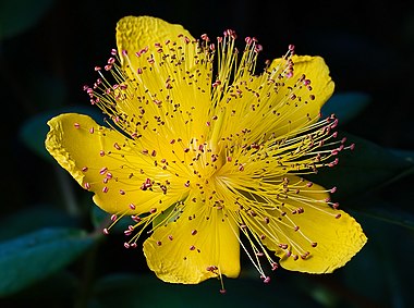 Hypericum calycinum (Hypericaceae)