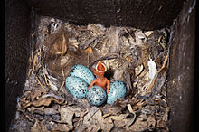 Nest with a chick and eggs. Jackdaw brood.jpg