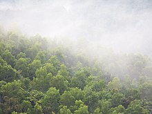 Kalenjimale forest towards Vitla Salethur road