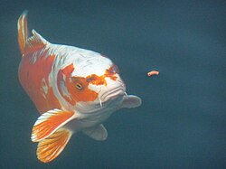 Karpa (Cyprinus carpio)