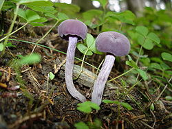 Ametistinė lakabudė (Laccaria amethystea)