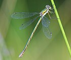 Lestes virens (Kleine Binsenjungfer, Weibchen) [D]