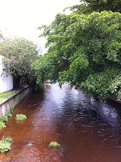 Liesbeek River in Rosebank